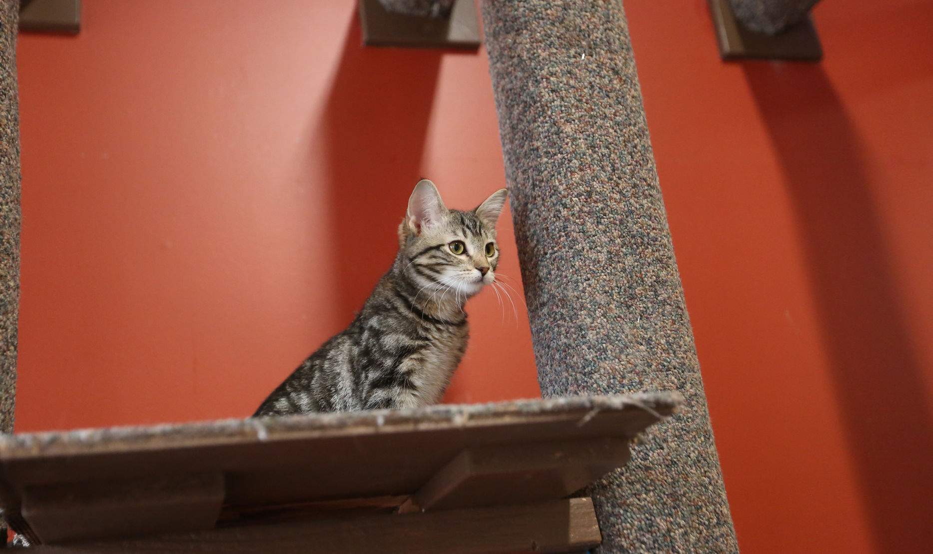 CAT CAFE MAD